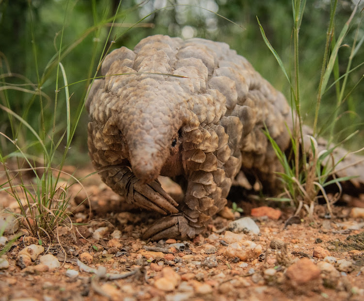 Pangolins.