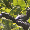 American Alligator