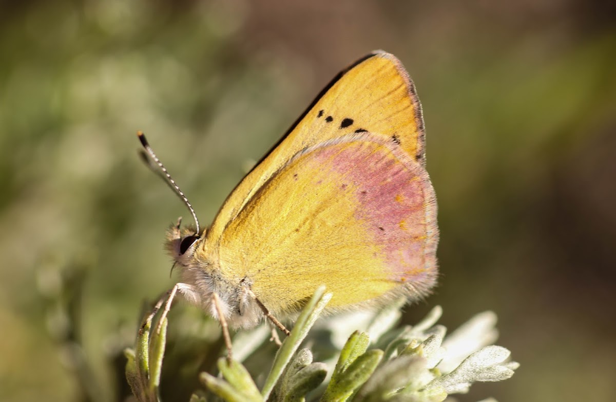 Lilac-bordered Copper