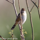 Zitting Cisticola; Buitrón