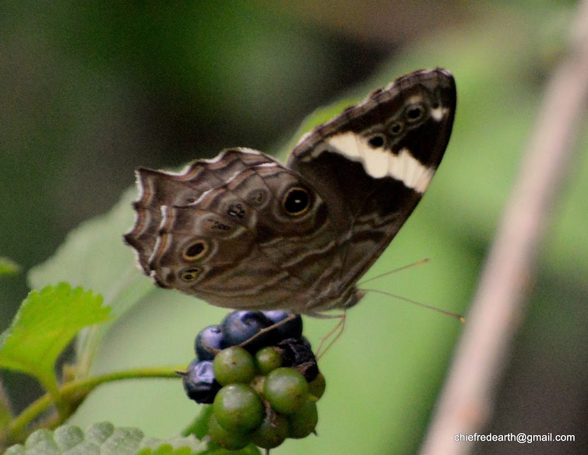 common treebrown