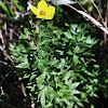 Shrubby Cinquefoil