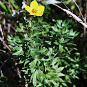 Shrubby Cinquefoil