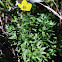 Shrubby Cinquefoil