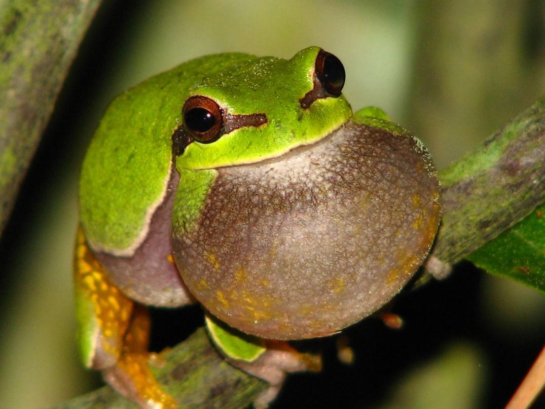 Image result for pine barrens tree frog