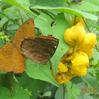 Common Castor butterflies mating