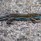 Six-lined Racerunner