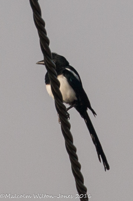 Magpie; Urraca