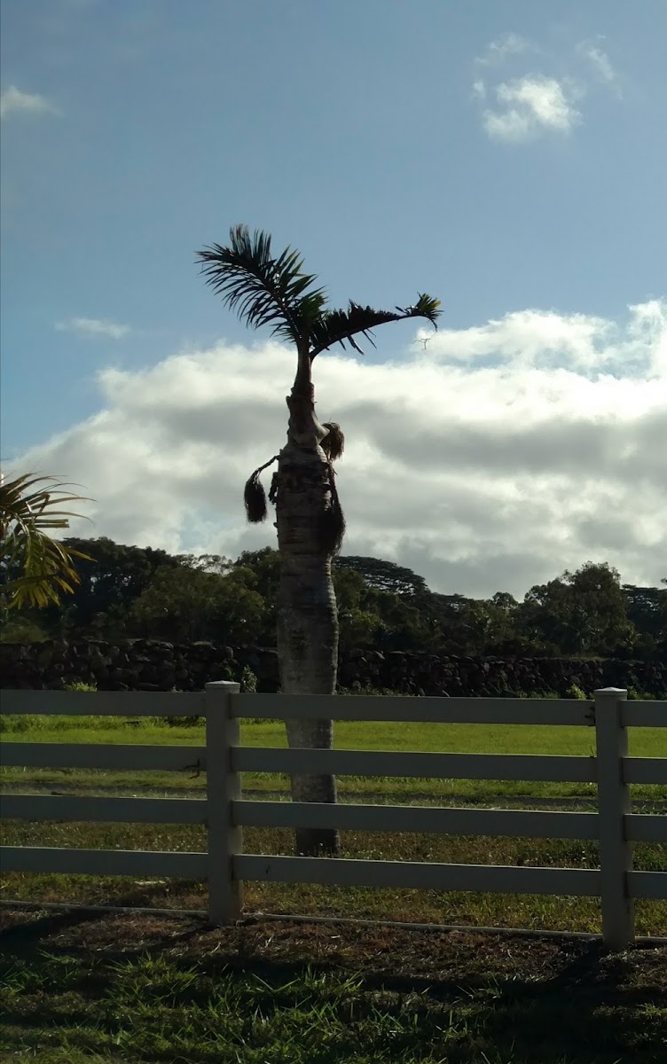 Coconut rhinoceros beetle