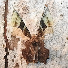 Epiplemiine moth