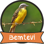 Cover Image of Descargar Canto de Bem-Te-Vi 1.2 APK