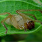 Leafcurling sac spider