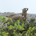 The Nilgiri Tahr (varaiaadu)