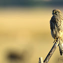 Common Kestrel