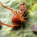 Red Harvestman