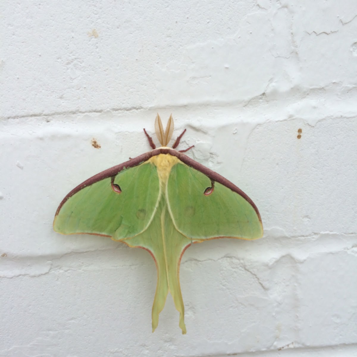 Luna moth