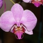 Orchid flower