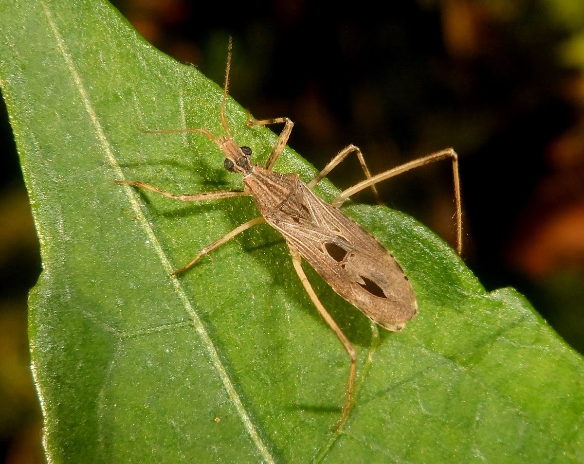 Assassin bug