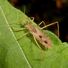 Assassin bug