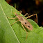 Assassin bug