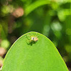 Tiny yellow jumping spider