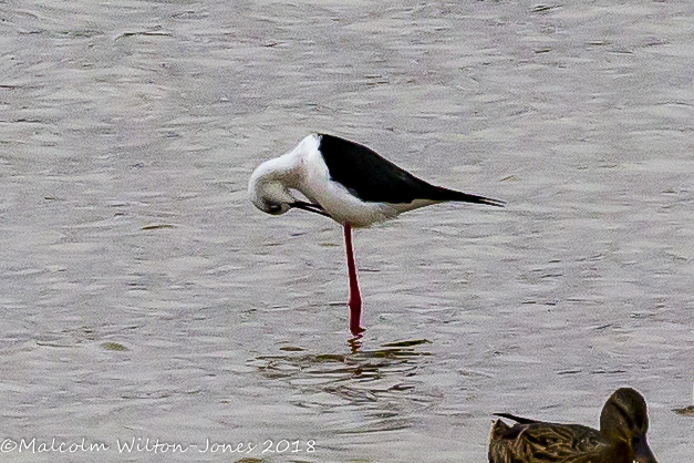 Black-winged Stilt