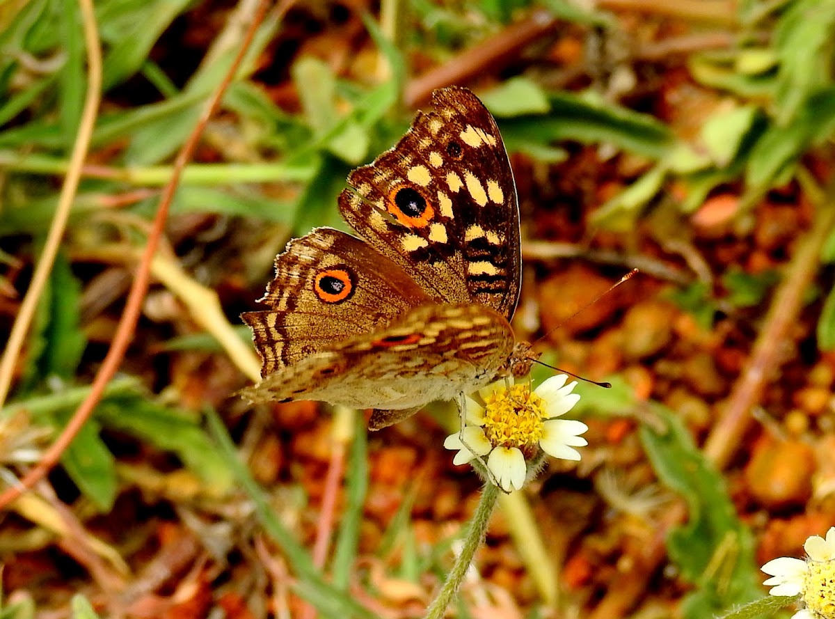 The lemon pansy