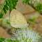 Straight-Barred Grass Yellow