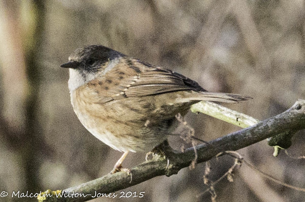 Dunnock