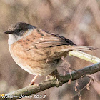 Dunnock