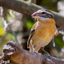 Black-headed Grosbeak