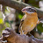 Black-headed Grosbeak