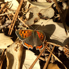 Small Copper