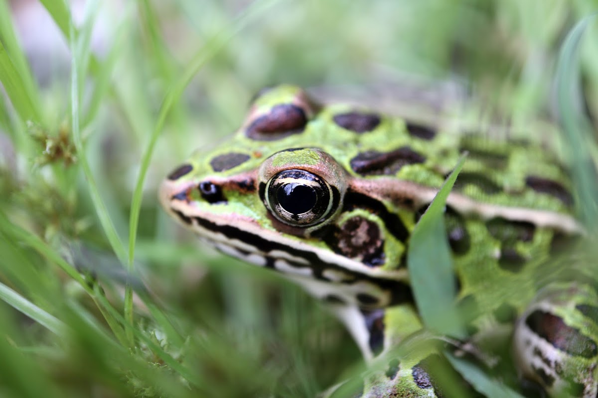 Northern Leopard Frog