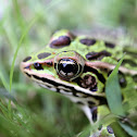 Northern Leopard Frog