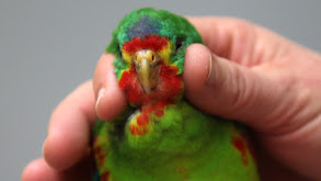 Hide and Beak thumbnail