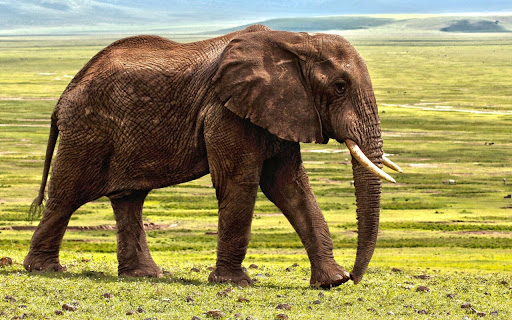 Majestic Elephant Strolling Through Vast screenshot 2