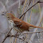 Brown Thrasher