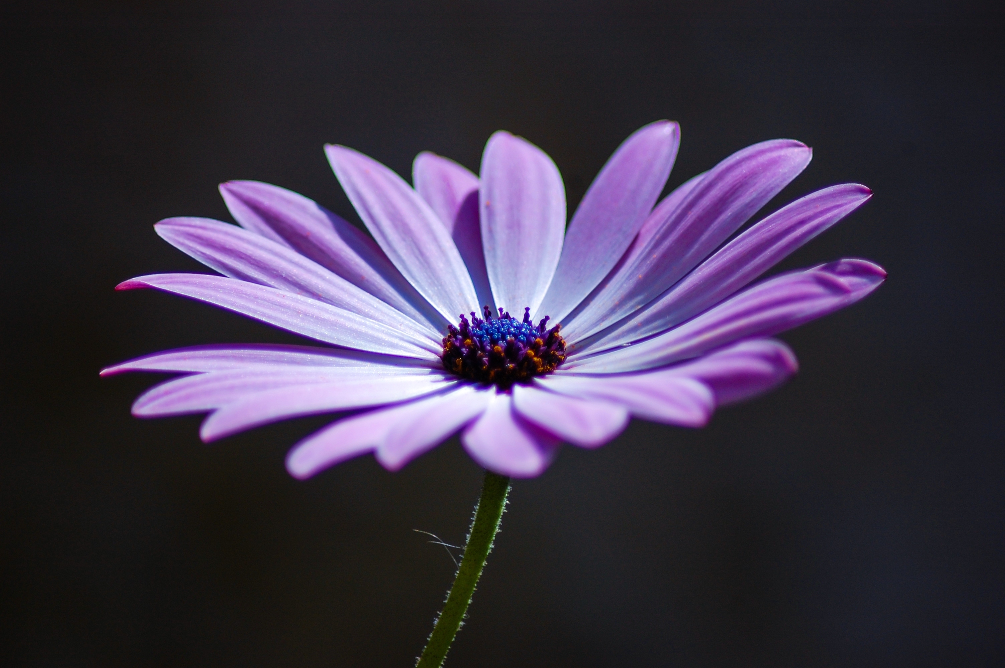 Nature's purple di fotolalla