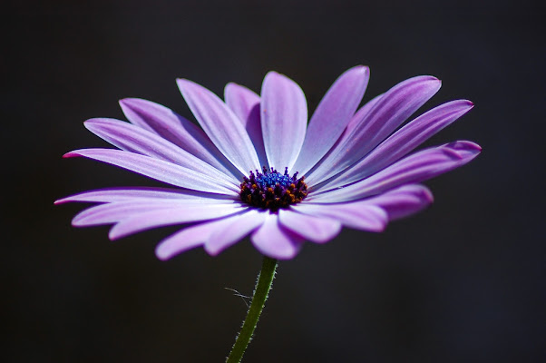 Nature's purple di fotolalla