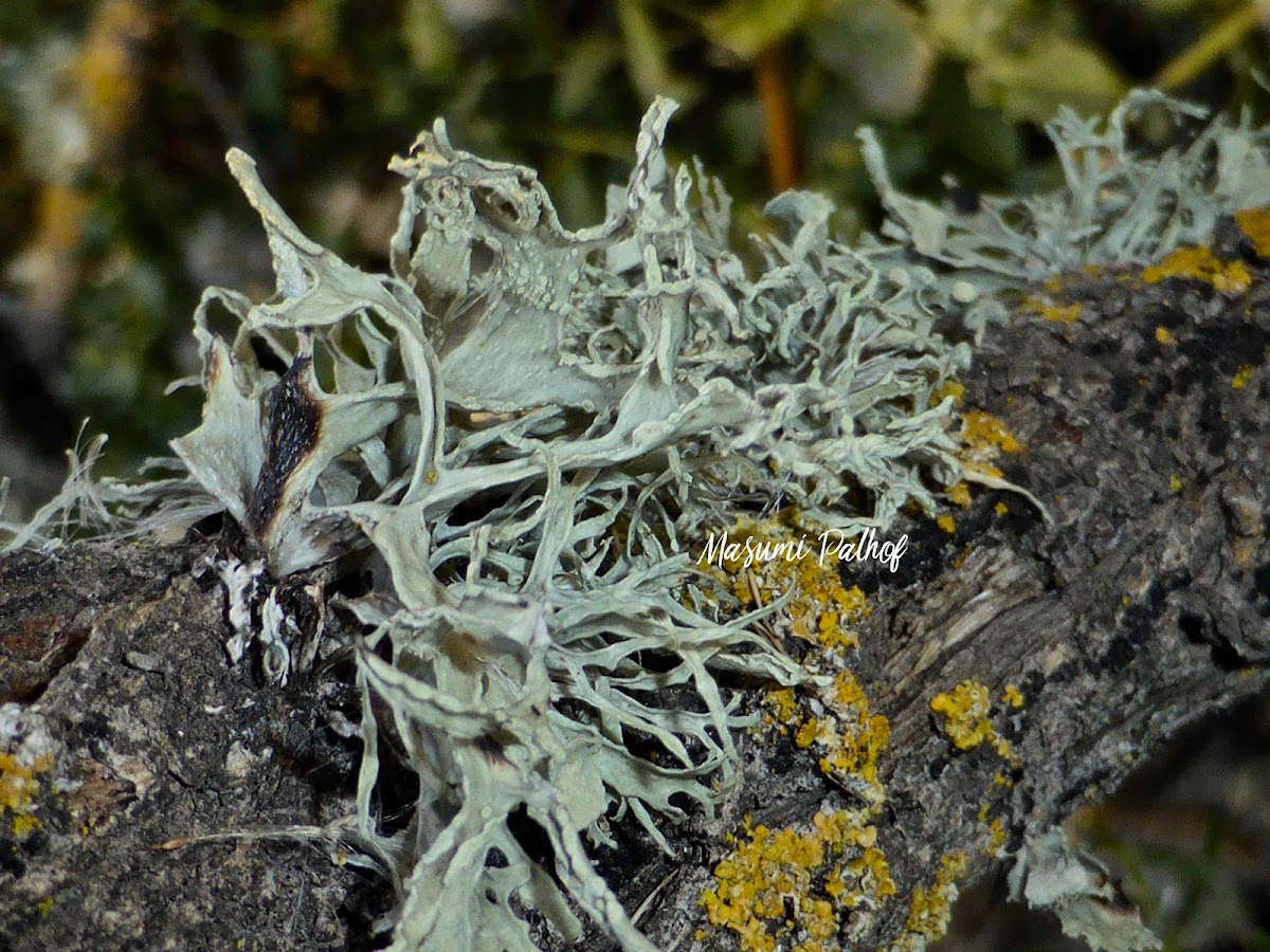 Strap Lichen