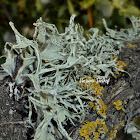 Strap Lichen