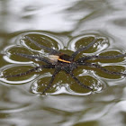 Six-Spotted Fishing Spider