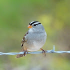 White-crowned sparrow