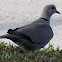 Eurasian Collared-dove