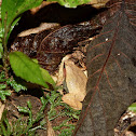 Dark-sided chorus frog