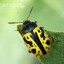 Leaf Beetle