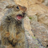 Arctic Ground Squirrel