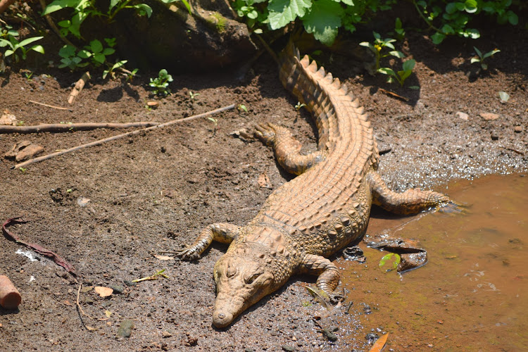 A Nile crocodile basks on banks of Nairobi River in Michuki Park, which is between Kijabe Street and Globe Roundabout. Spotted on July 22.