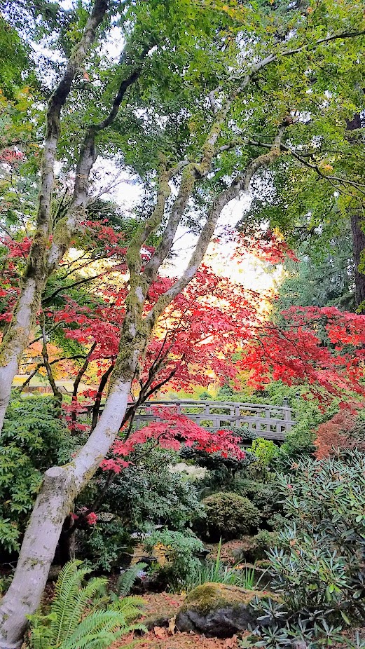 Fall at the Portland Japanese Garden, visiting for Autumn Portland Japanese Garden fall foliage photos on October 2017